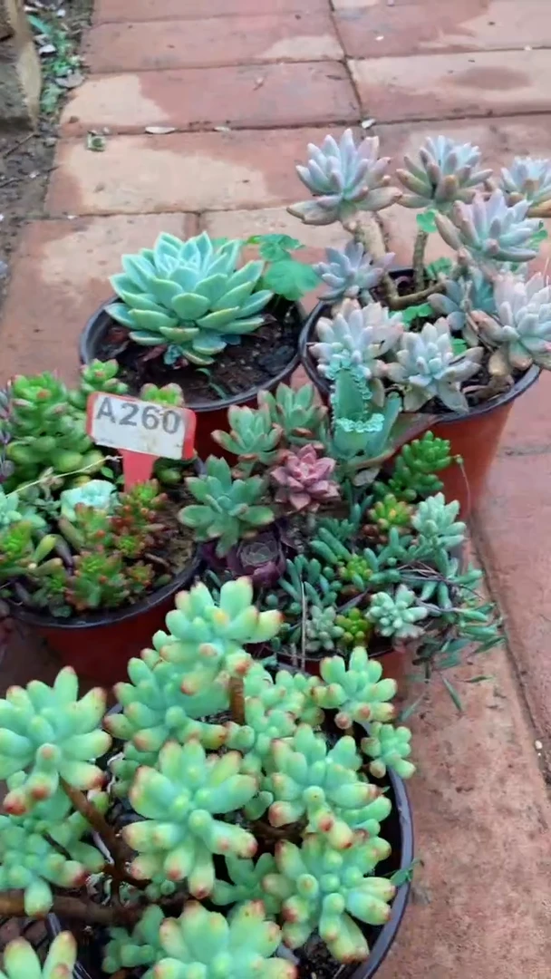 A260闪购清风花木兰多肉组合脱土发货