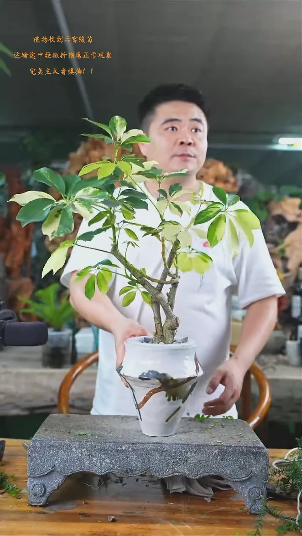 完全开放花叶鸭掌木266+
