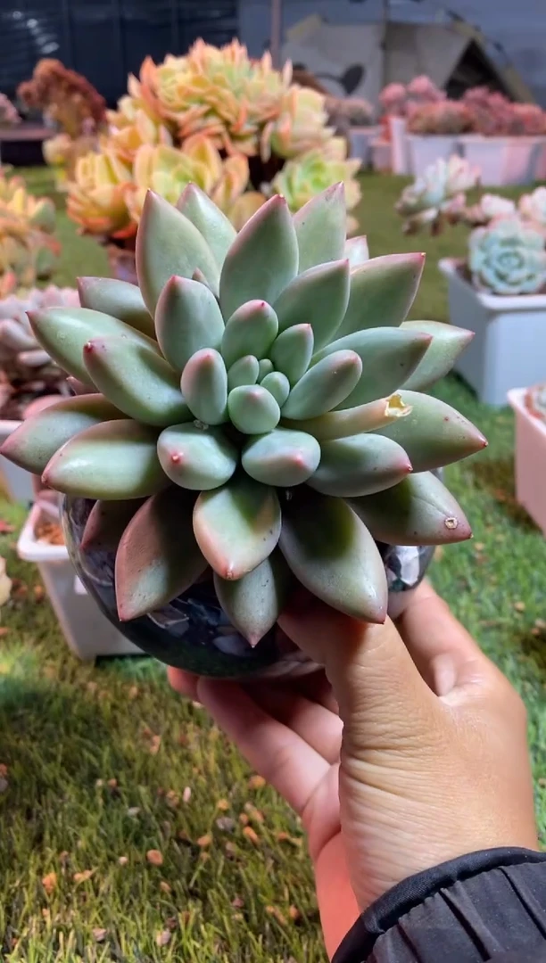 【闪购商品】0586a