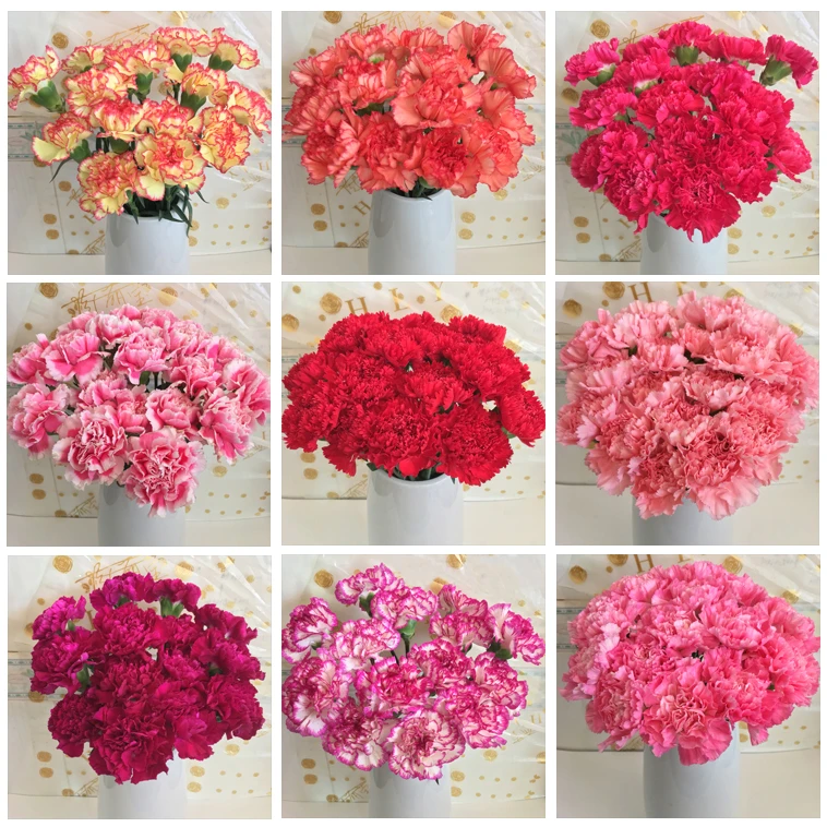 【随机色康乃馨】家用水养鲜花插花