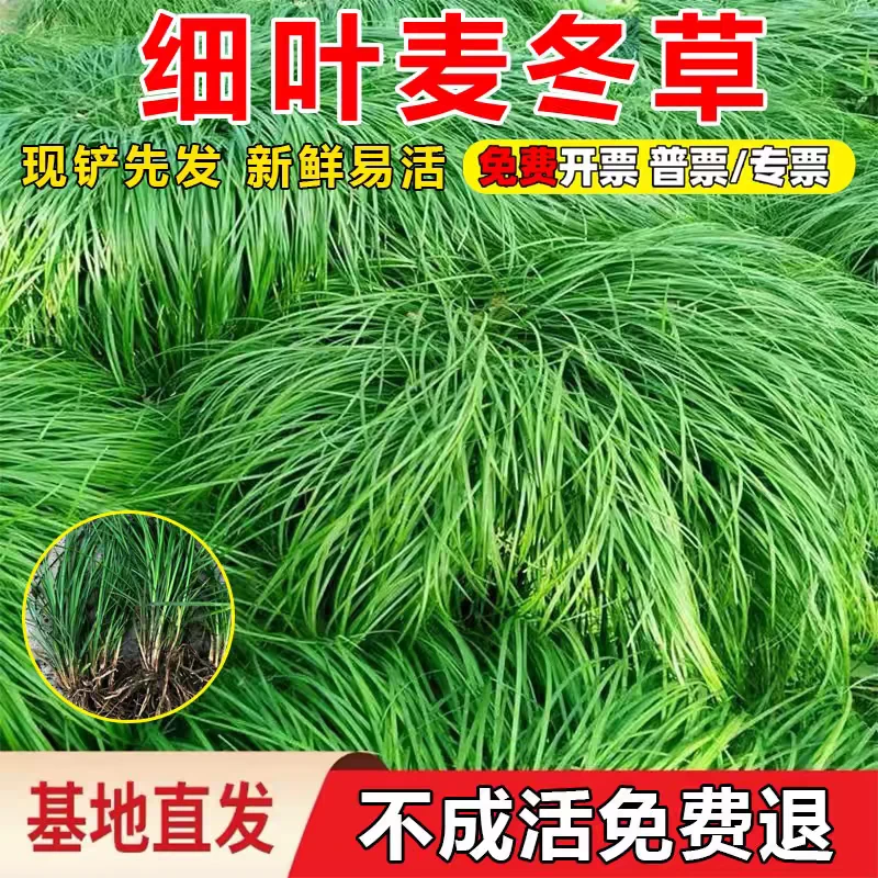 细叶麦冬草庭院道路园林工程小区绿化植物四季常青沿阶草耐寒耐旱