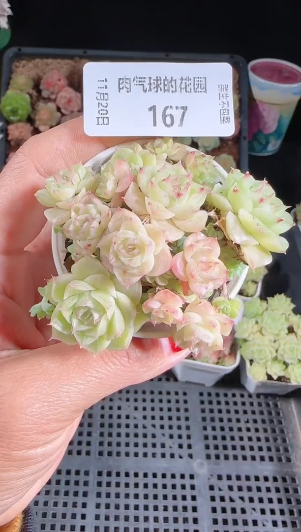 1120-167群生不包整