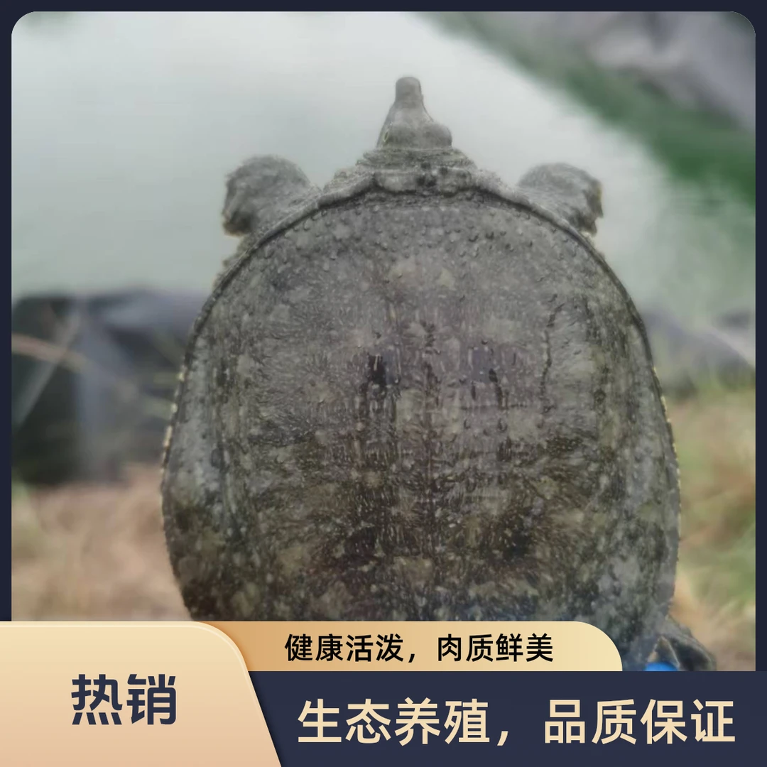 南丰外塘冷水鳖苗王八苗