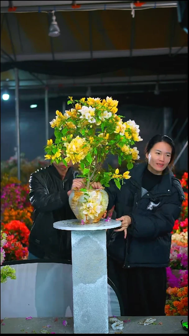 大部分开放少量花苞月朦胧