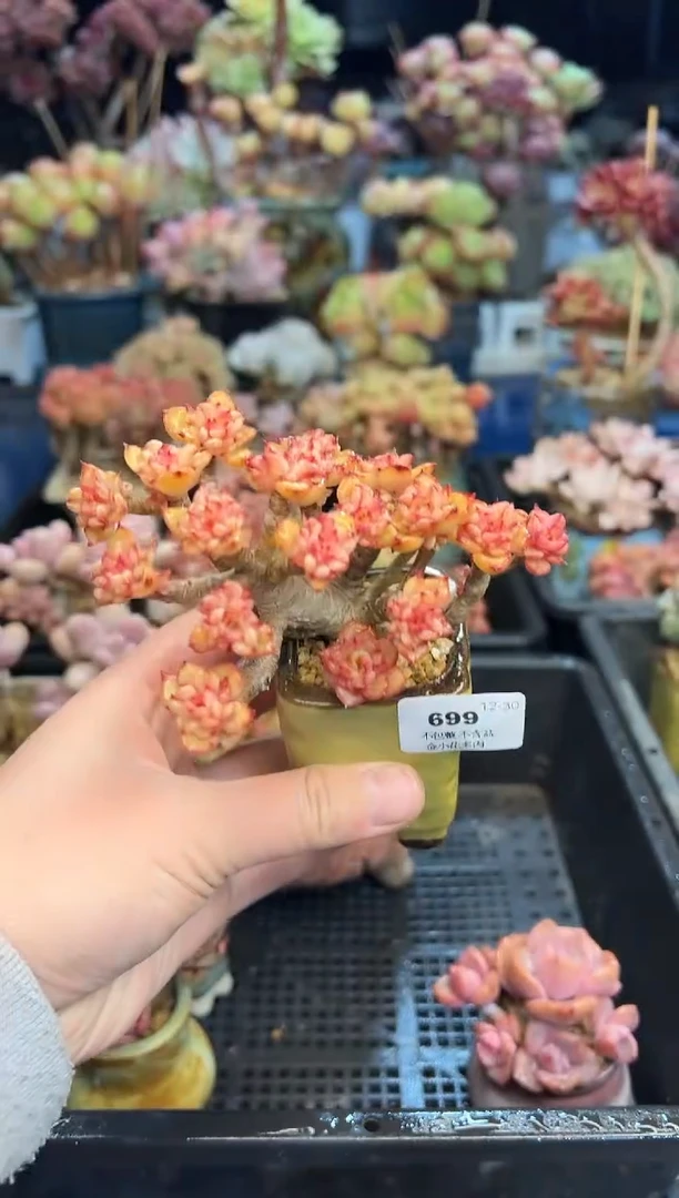 【闪购商品】699不带盆