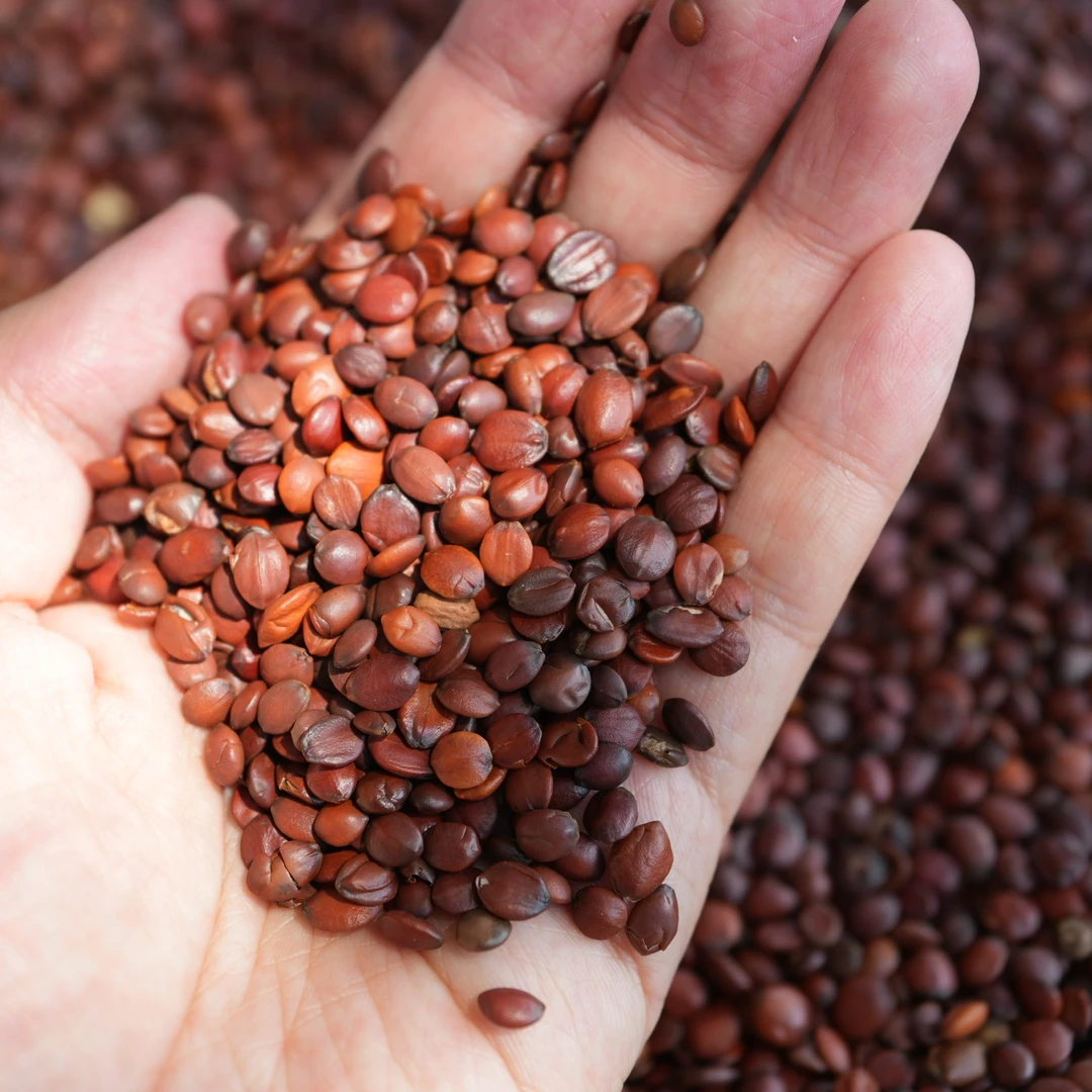 芳一今正宗酸枣仁炒酸枣仁国产好品质河北石家庄