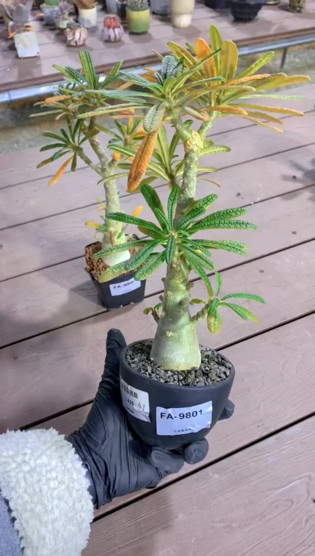 【闪购商品】实生巨琉桑FA-9801