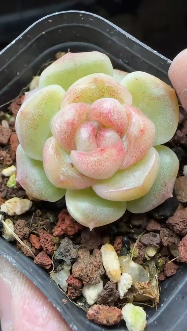 【闪购商品】一物一拍0116—67