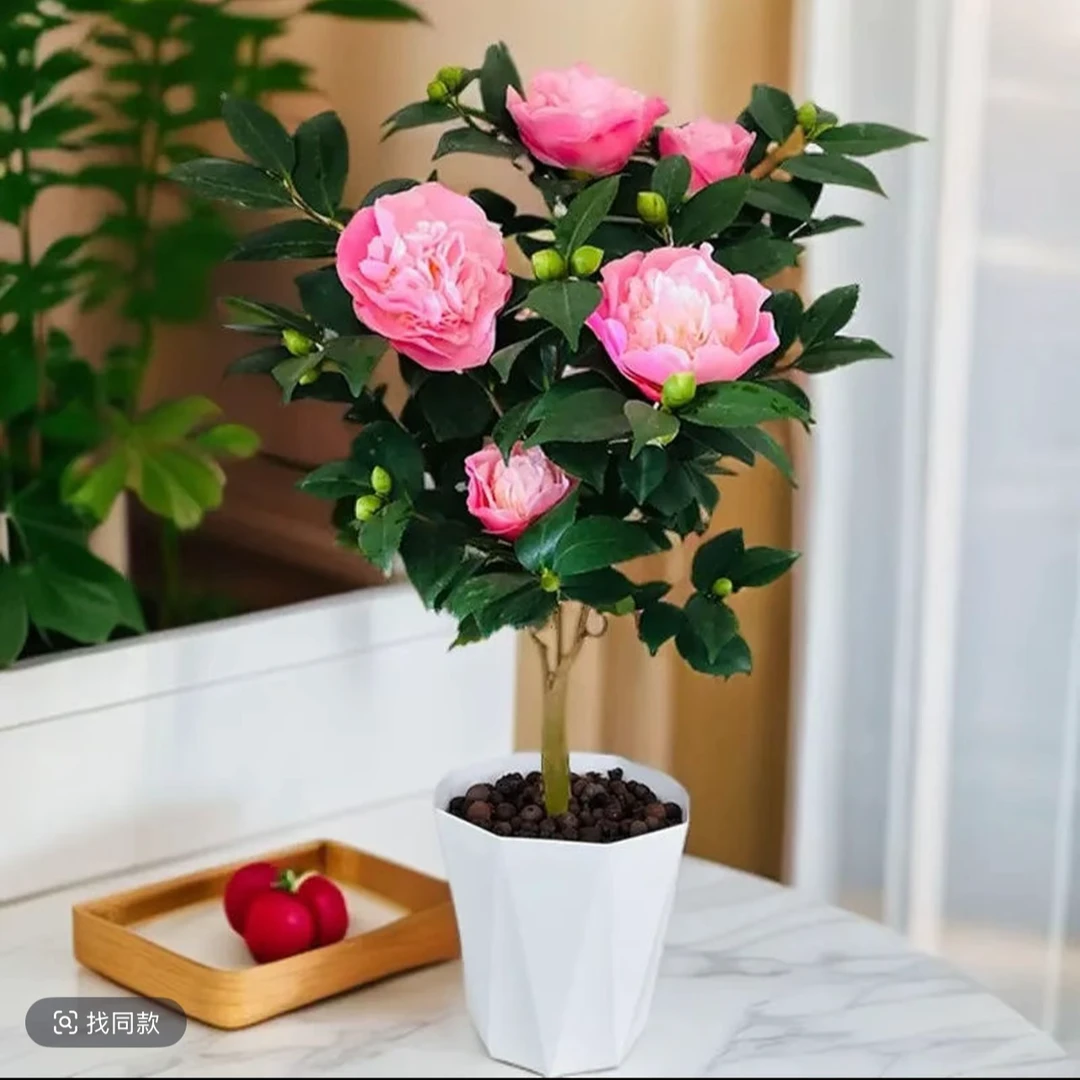 香妃 精品香茶 香妃山茶花 浓香怡人 高端绿植花卉盆栽耐寒好养