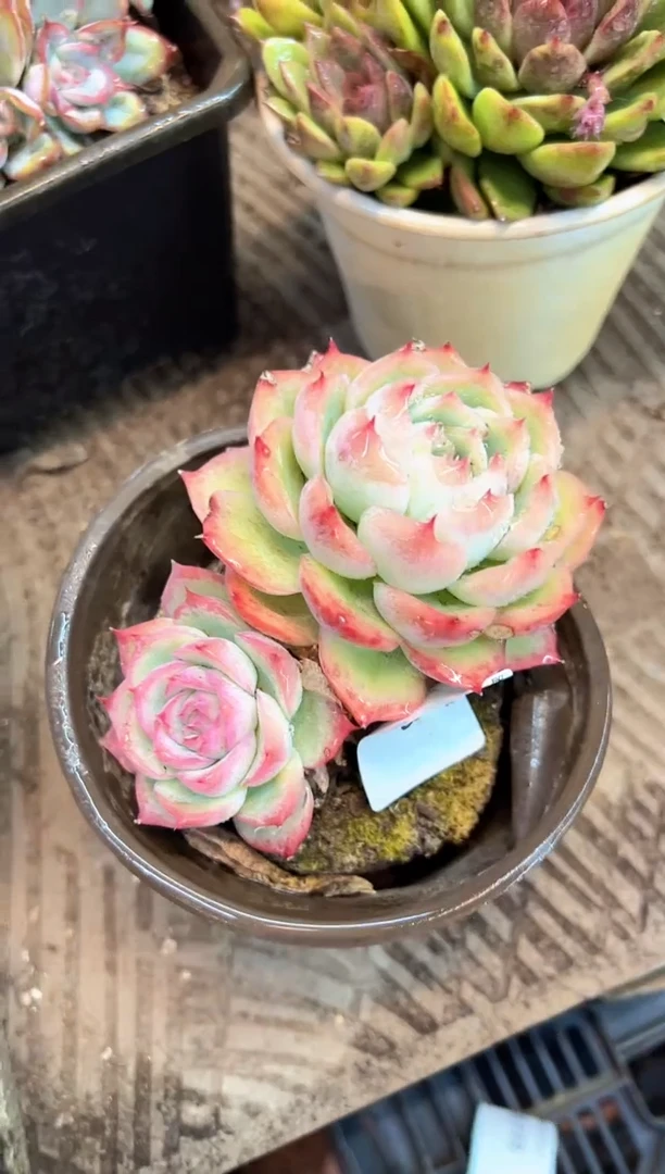 阿*阿迷洲多肉花卉08388