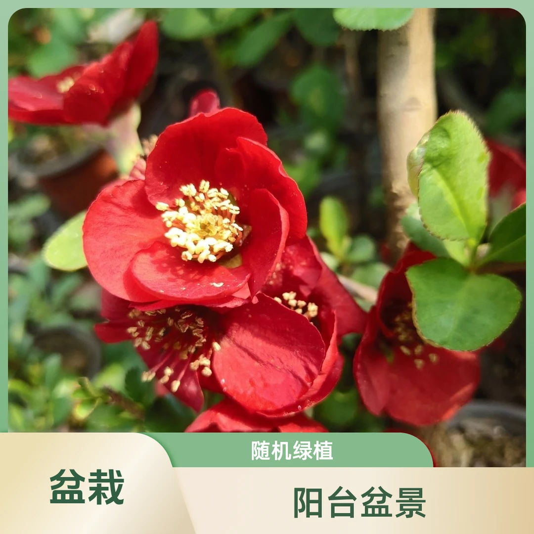 海棠长寿梅红花木本盆景小盆栽庭院阳台绿植好养