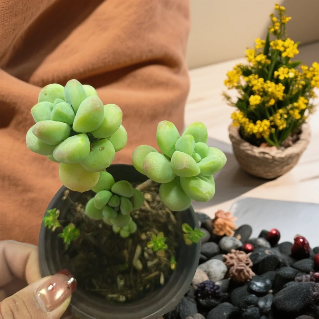 天使之泪多肉植物（满15元包邮）阳台露台办公室绿植植