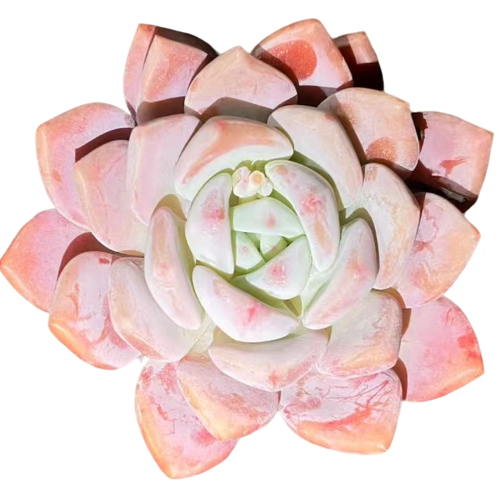 强子精品多肉op冰玉单头肉植物 精控精养 净化空气