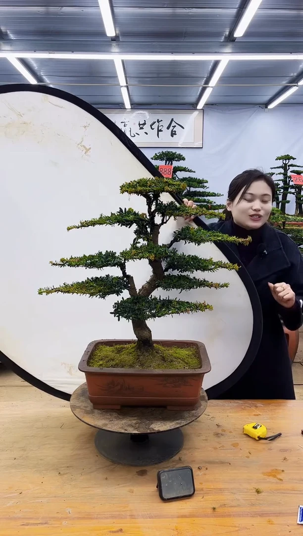 【闪购商品】高端盆景一物一拍，所见即所得