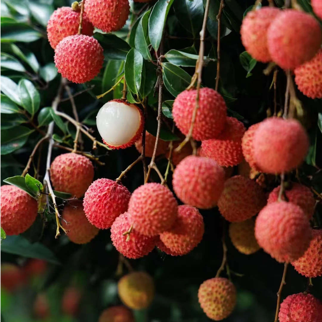 万邦生鲜严选【顺丰包邮】桂味荔枝大果荔枝皮薄肉厚荔枝同城送新鲜