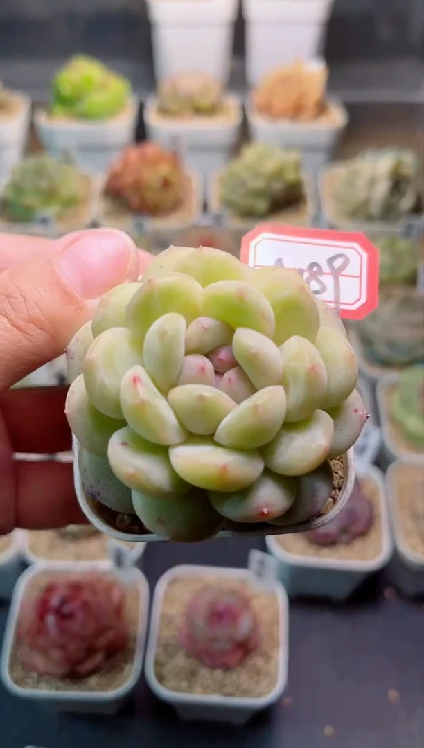 【闪购商品】A189持珠一物一拍