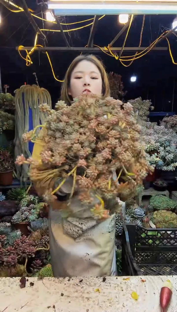 63号一物一拍脱土包邮