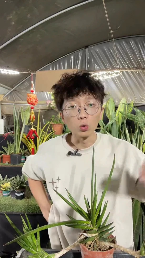 狐狸尾脱土12.8.