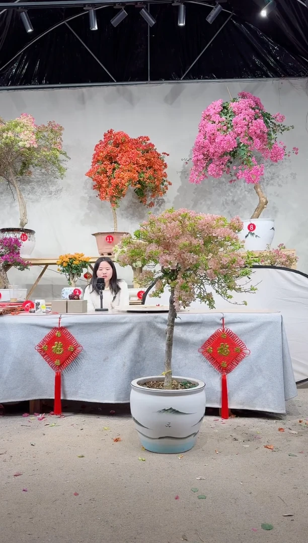 【闪购商品】盆景三角梅