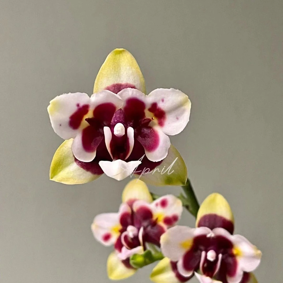 处理瑕疵剪过梗《复仇女神》2.8寸杯蝴蝶兰