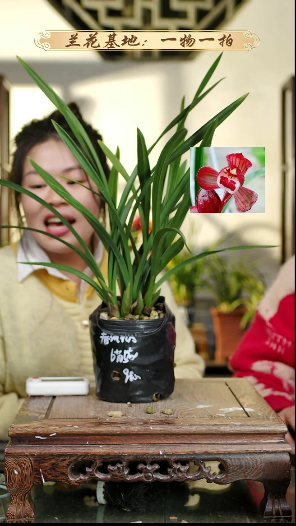 完全开放春剑红荷6苗5花