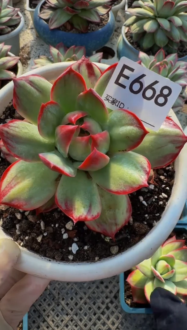 E668惊鸿仙子（裸根发货）