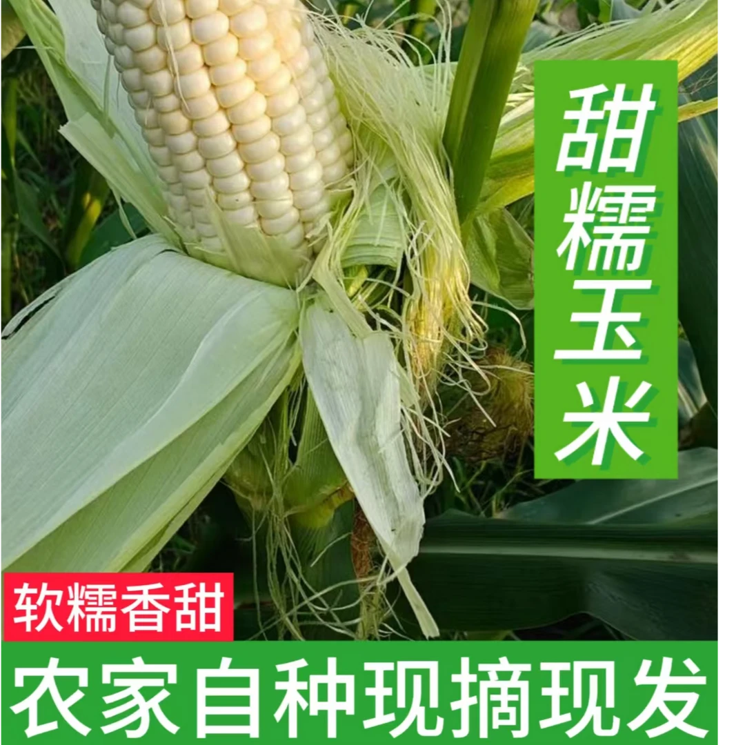 广西农家自种水果白甜糯玉米鲜甜可口软糯鲜香 5斤  9.5-10斤装