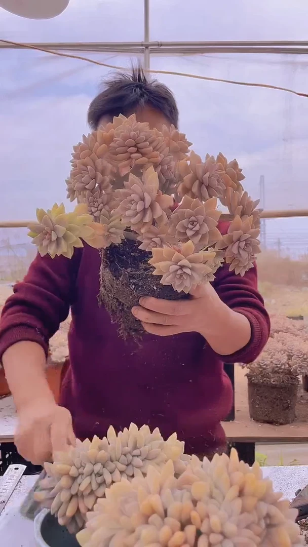 【闪购商品】缀化242