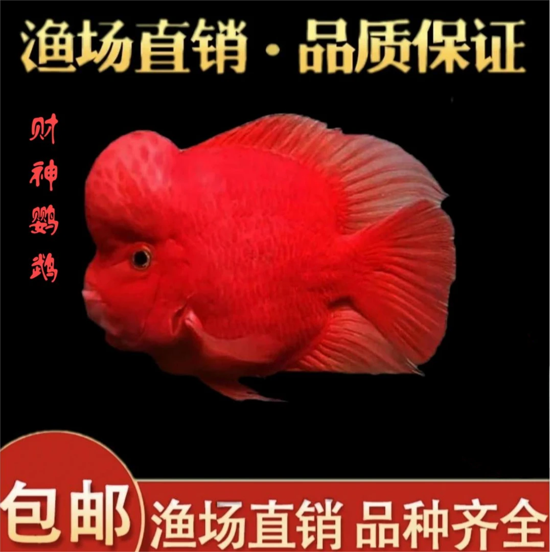 【渔场直销】精挑爆头月牙嘴财神鹦鹉一字嘴金刚财神财神鹦鹉鱼招财