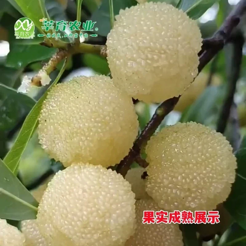 白杨梅树树苗水晶杨梅树树苗带土南北方庭院特大果苗盆栽嫁接树苗