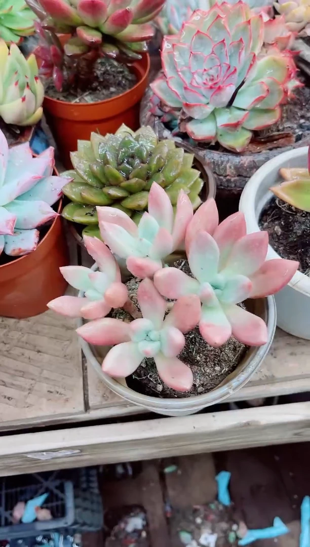 如**天07031多肉植物一物一拍