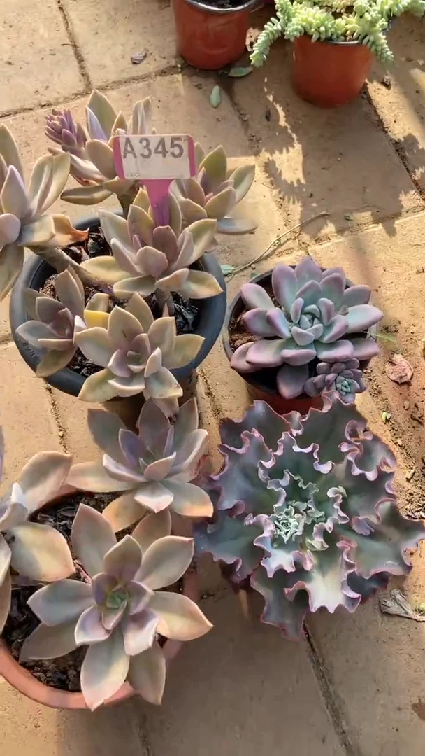 A345闪购清风花木兰多肉组合脱土发货