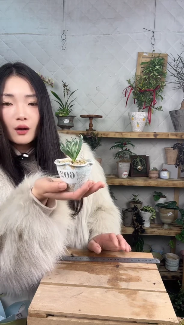 无花朵602弹簧草加盆一套