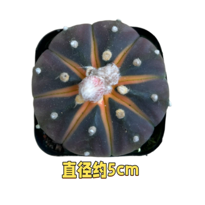 小南瓜星兜仙人球 耐旱防辐射新手好养多肉植物 多肉任意3单包邮