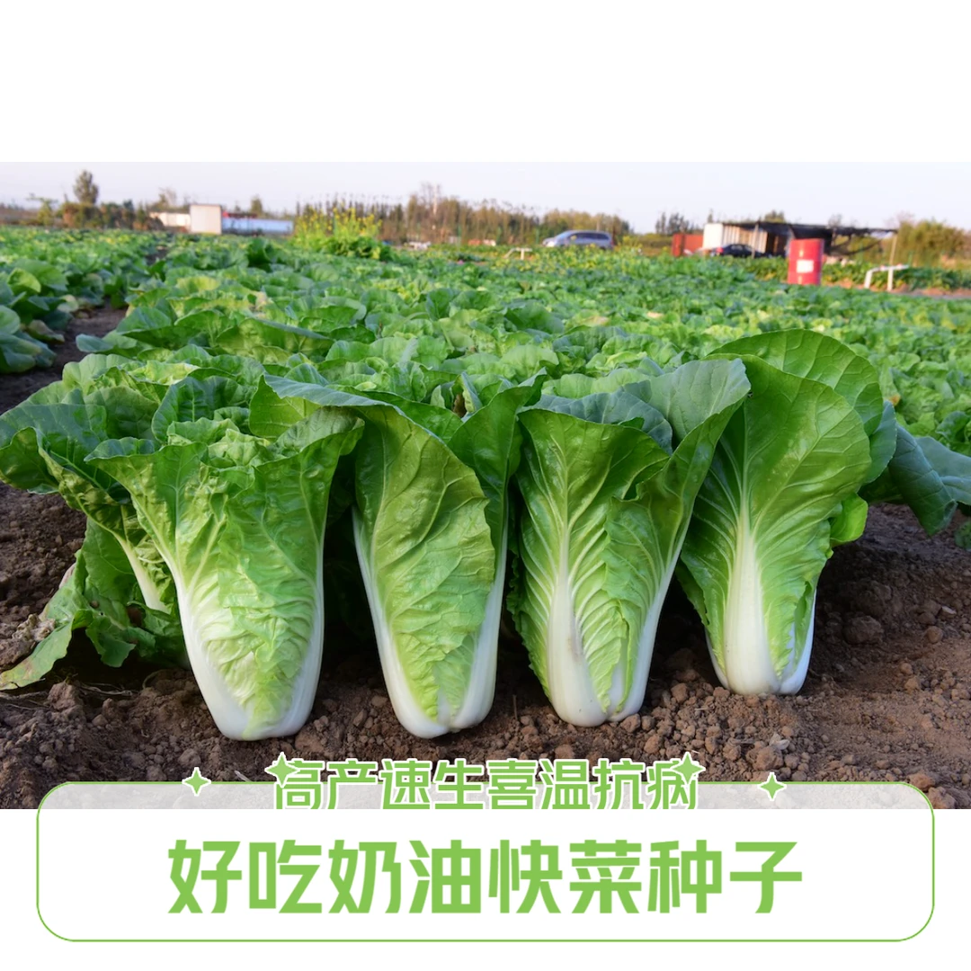 好吃奶油快菜速生鲜嫩高产喜温抗病春秋季蔬菜种子