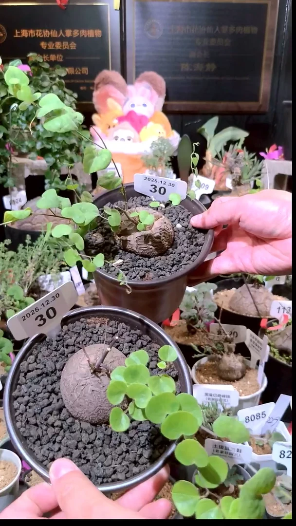 30号1230福利南非龟甲龙买一送一