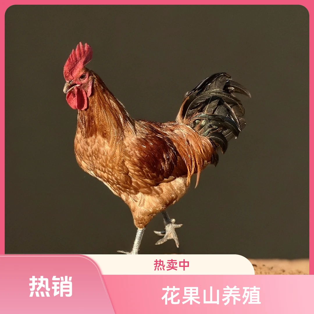 花果山散养大公鸡大鹅土鸡三黄鸡星星鸡苗