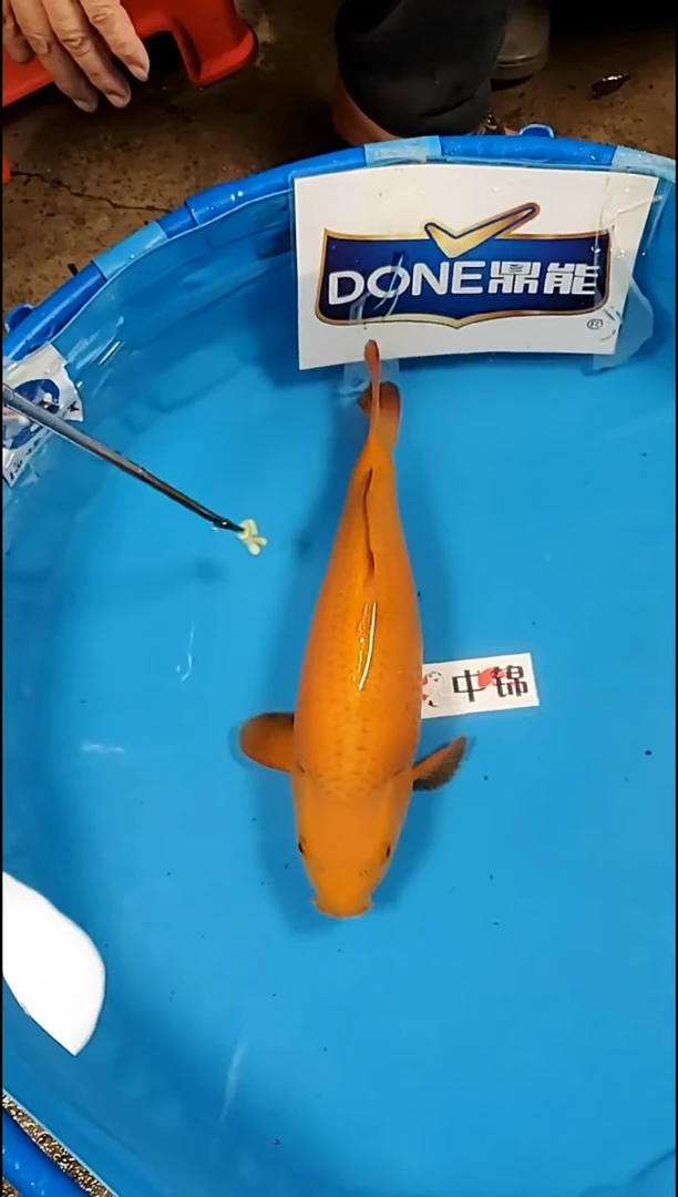 锦鲤【251216-43】龙芥 41公分 不详 (海怡)寄养至26年5月