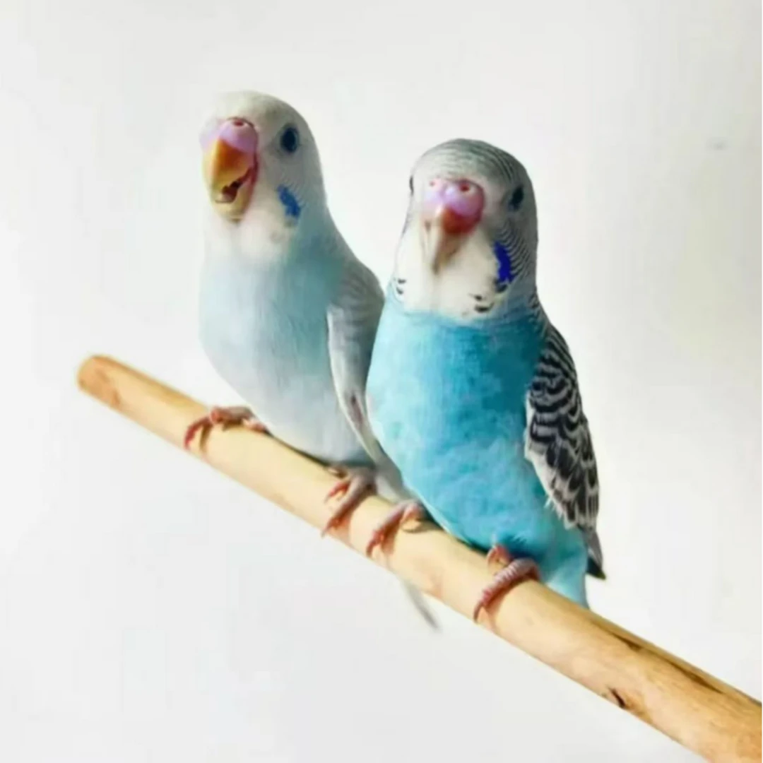 到手2只包邮包路损