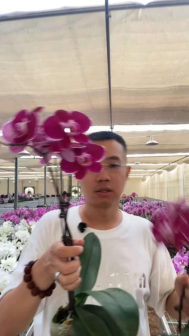 大部分开放少量花苞双剑科尔马1棵