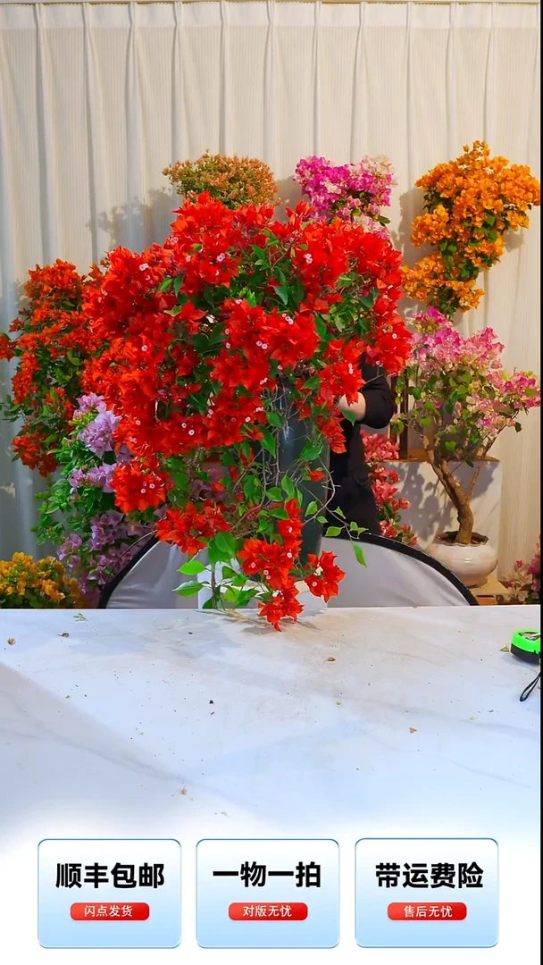 大部分开放少量花苞热火桑巴