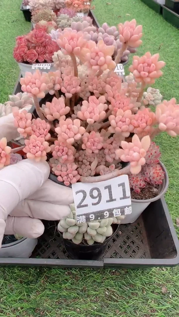 【闪购商品】信福多肉一物一拍