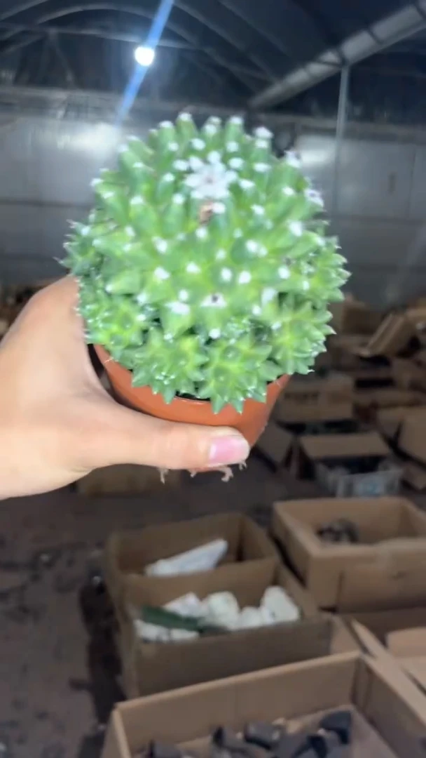 7-10cm 雪糕带崽【带根】