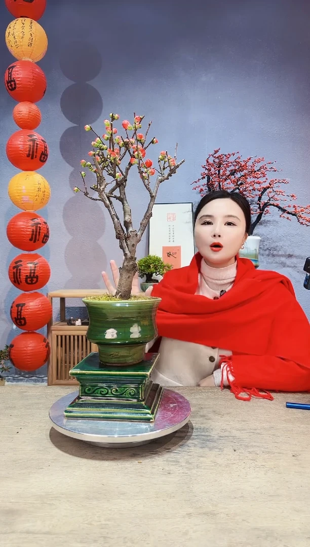 【闪购商品】盆景海棠 长寿冠