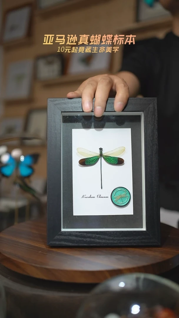 有机玻璃华艳色蟌火漆章版7寸黑框