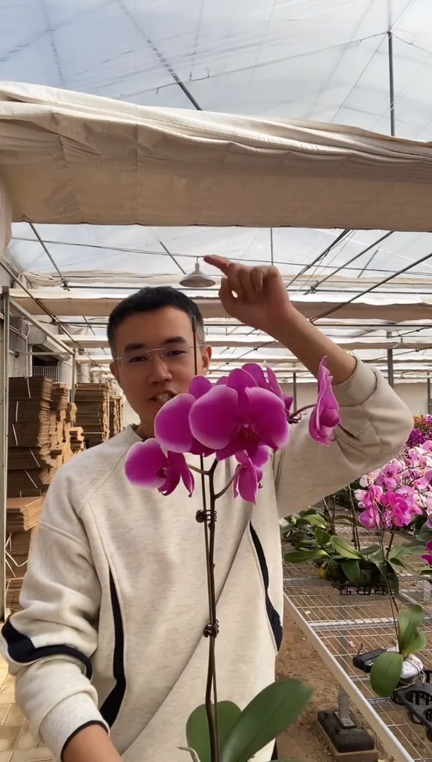 完全开放德班3.5大杯