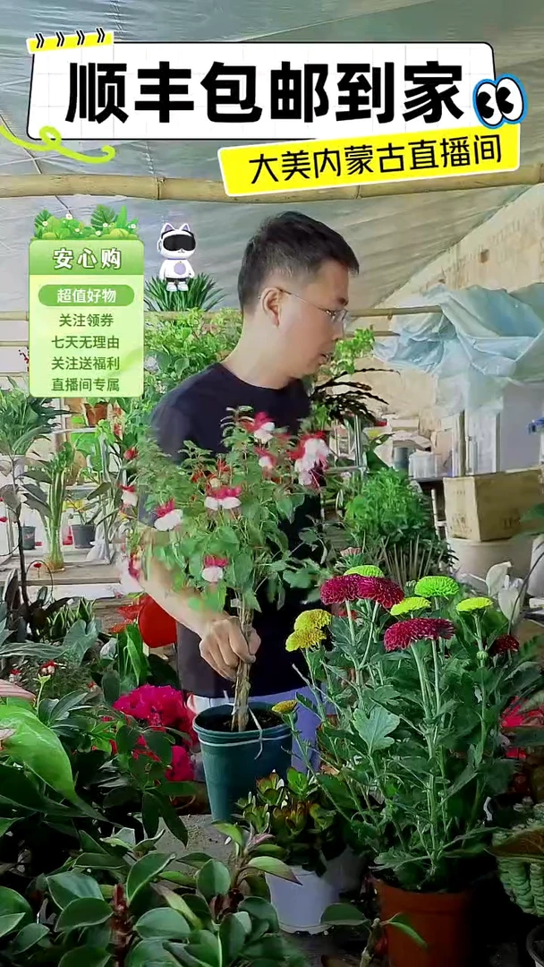 完全开放倒挂金钟