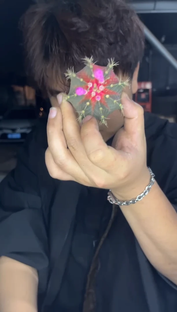 4颗 牡丹锦 3-5cm