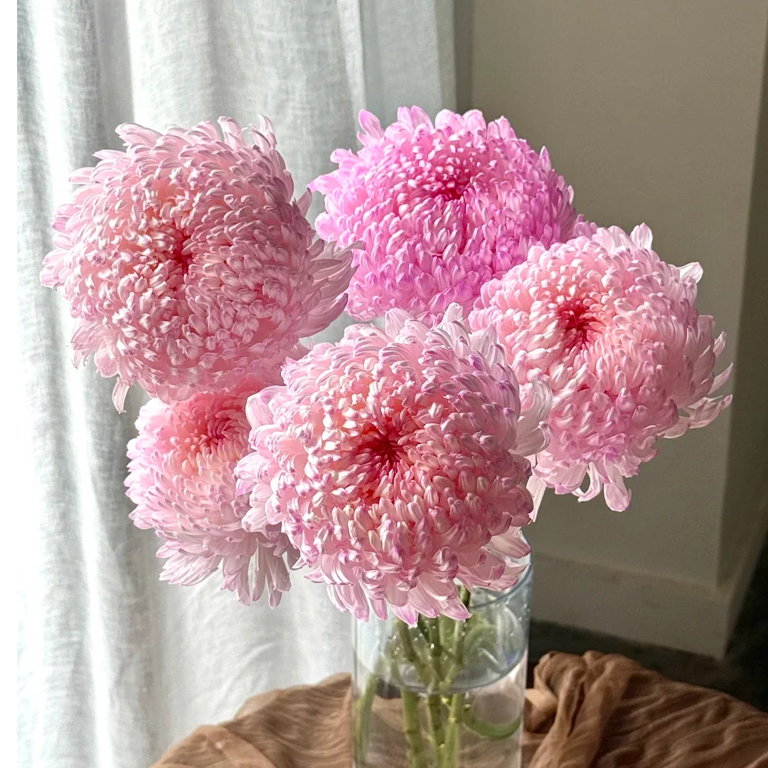 【粉色牡丹菊5支】云南鲜花 全店任意两件包邮送货上门