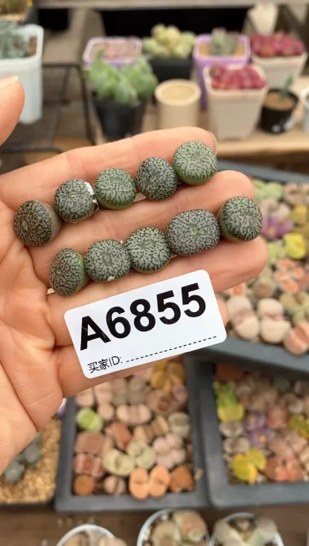 【闪购商品】6855直播一物一拍